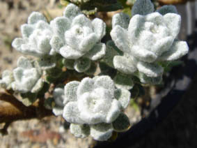 Otanthus maritimus
